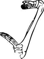Dem bones dem bones dem – dry bones!