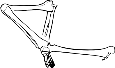 Dem bones dem bones dem – dry bones!