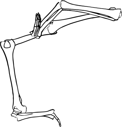 Dem bones dem bones dem – dry bones!