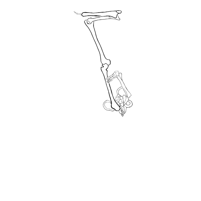 Dem bones dem bones dem – dry bones!