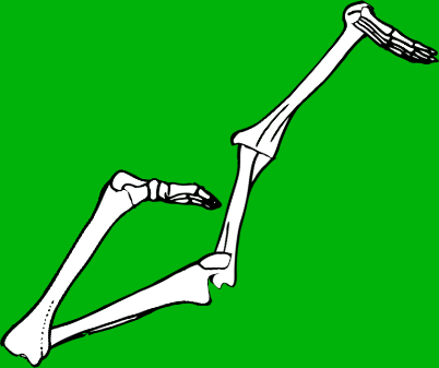 Dem bones dem bones dem – dry bones!