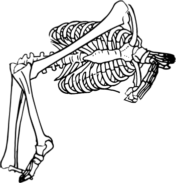 Dem bones dem bones dem – dry bones!