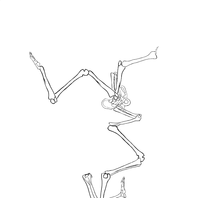 Dem bones dem bones dem – dry bones!