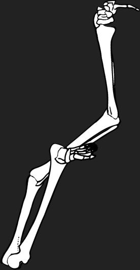 Dem bones dem bones dem – dry bones!