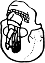 Dem bones dem bones dem – dry bones!