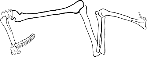 Dem bones dem bones dem – dry bones!