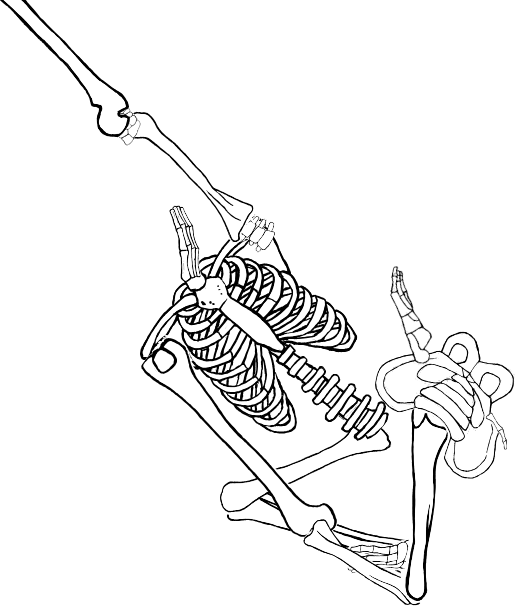 Dem bones dem bones dem – dry bones!