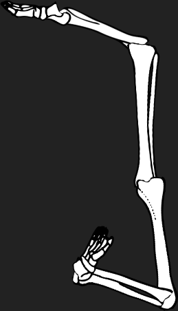 Dem bones dem bones dem – dry bones!