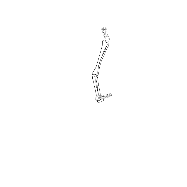 Dem bones dem bones dem – dry bones!