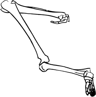 Dem bones dem bones dem – dry bones!
