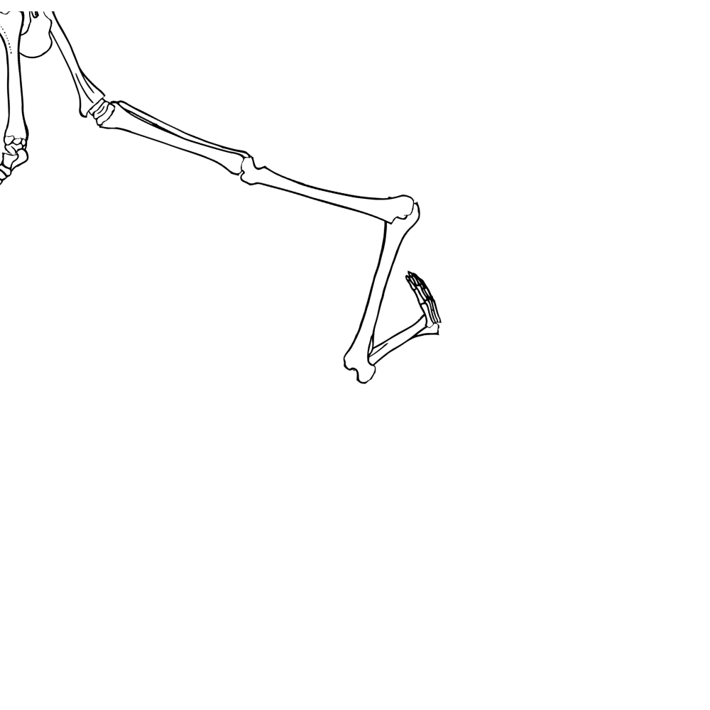Dem bones dem bones dem – dry bones!