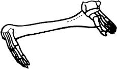 Dem bones dem bones dem – dry bones!