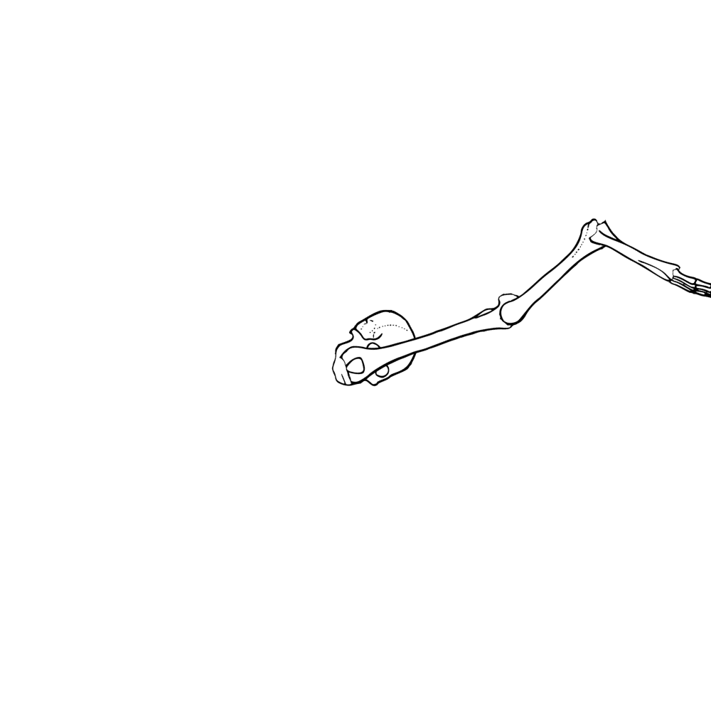 Dem bones dem bones dem – dry bones!