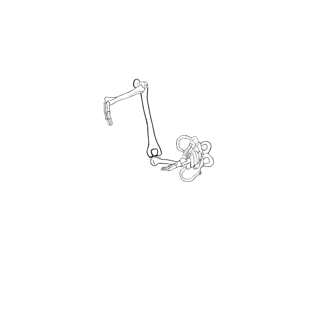 Dem bones dem bones dem – dry bones!