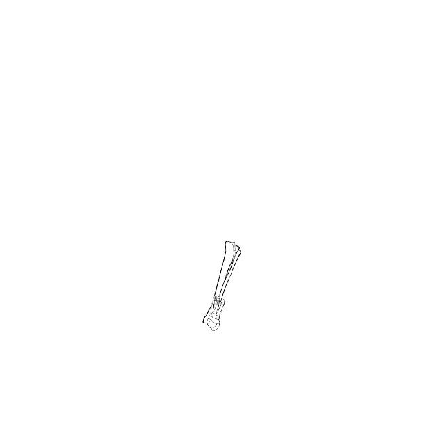 Bones: manufacturer.