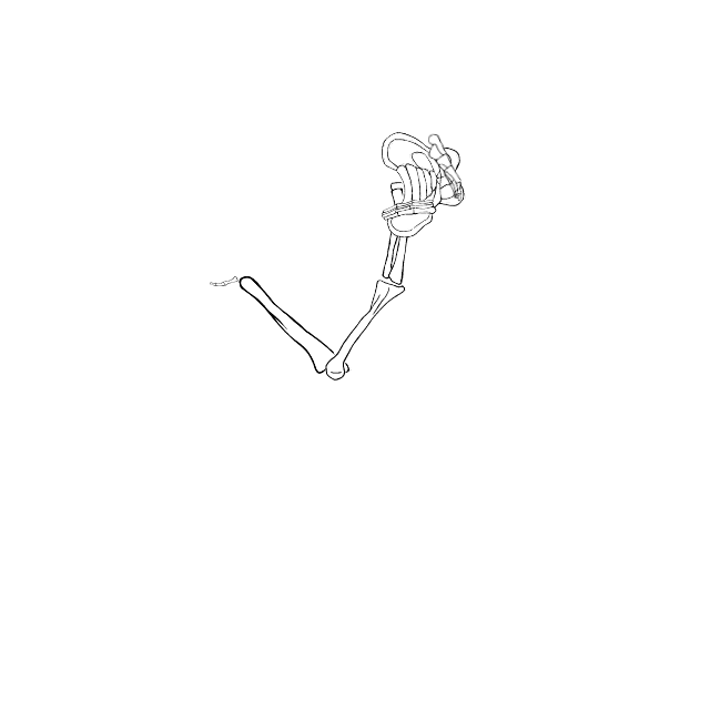 Dem bones dem bones dem – dry bones!
