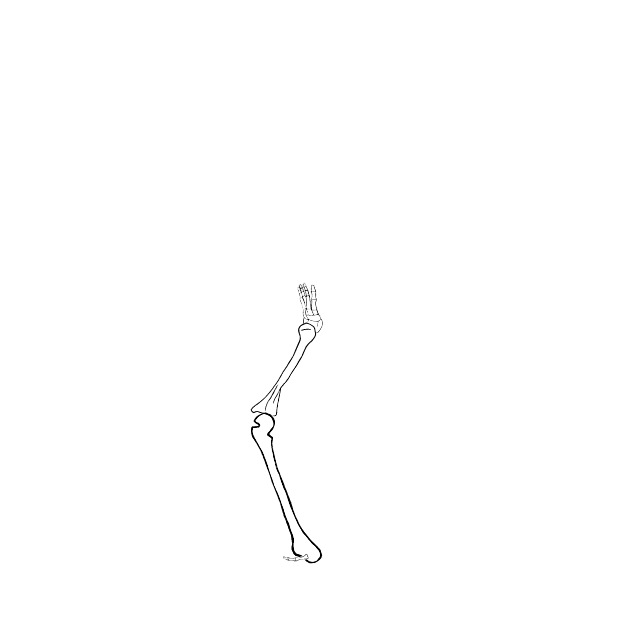 Dem bones dem bones dem – dry bones!