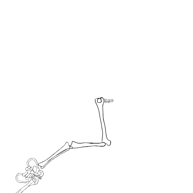 Dem bones dem bones dem – dry bones!