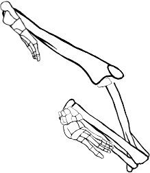 Dem bones dem bones dem – dry bones!