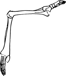 Dem bones dem bones dem – dry bones!