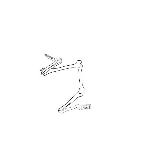 Dem bones dem bones dem – dry bones!