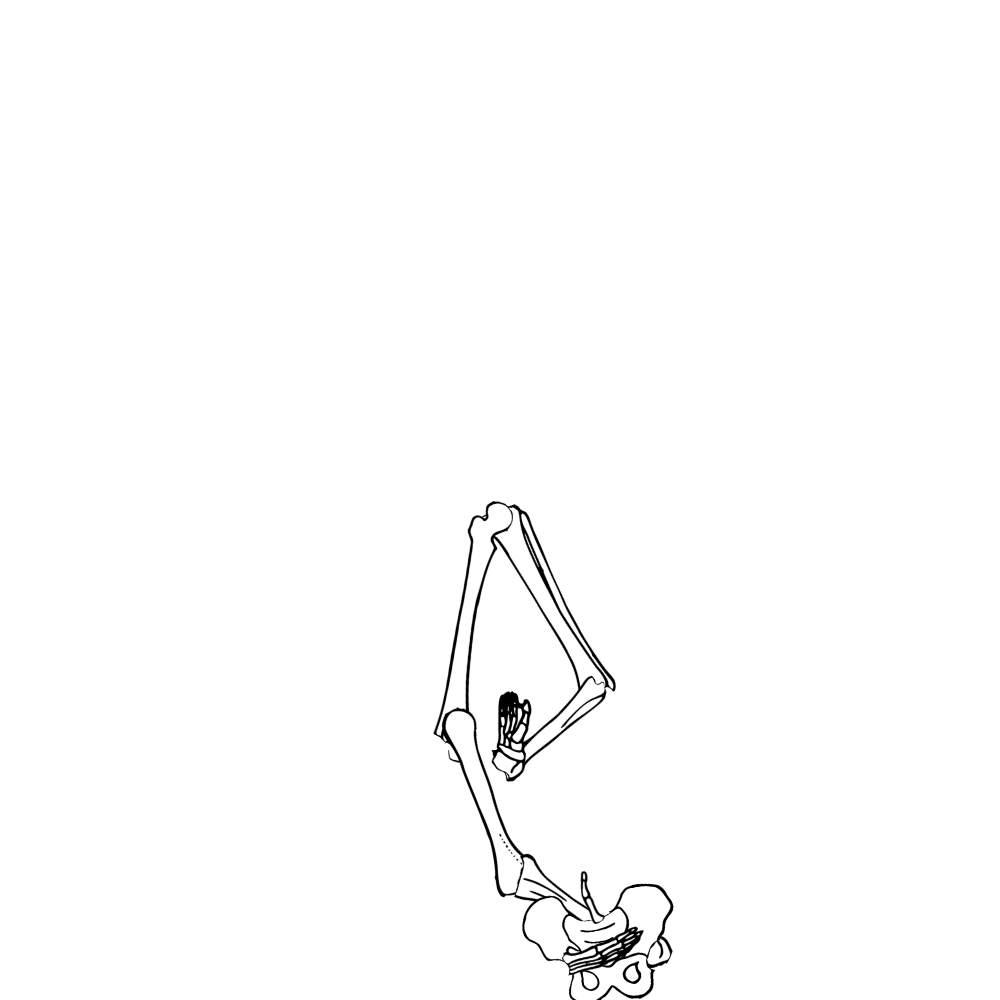 Dem bones dem bones dem – dry bones!