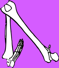 Dem bones dem bones dem – dry bones!
