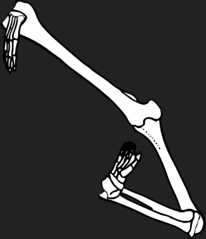 Dem bones dem bones dem – dry bones!
