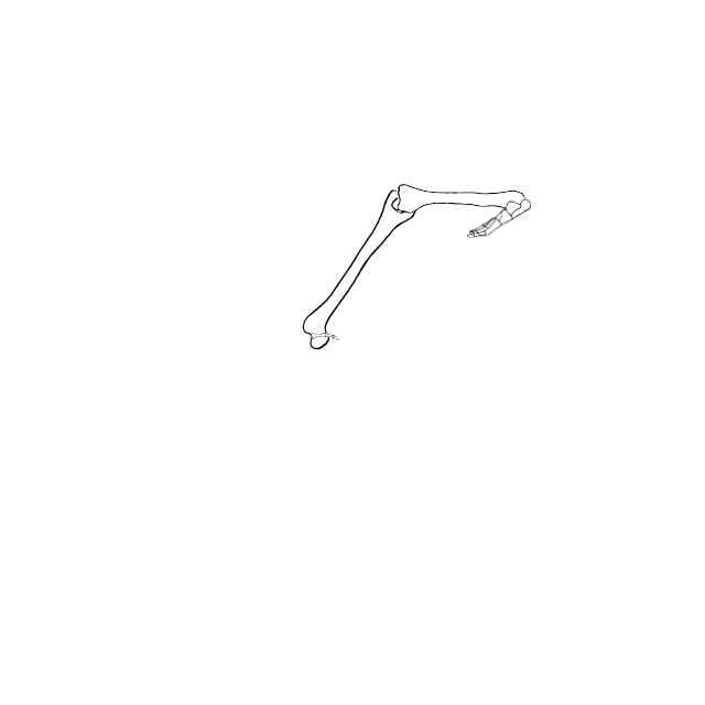 Dem bones dem bones dem – dry bones!