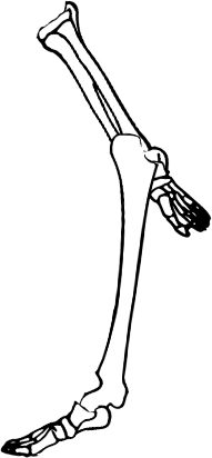 Dem bones dem bones dem – dry bones!