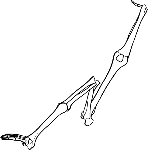 Dem bones dem bones dem – dry bones!