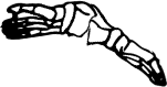 Dem bones dem bones dem – dry bones!