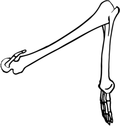 Dem bones dem bones dem – dry bones!