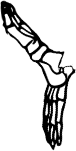 Dem bones dem bones dem – dry bones!