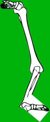 Dem bones dem bones dem – dry bones!