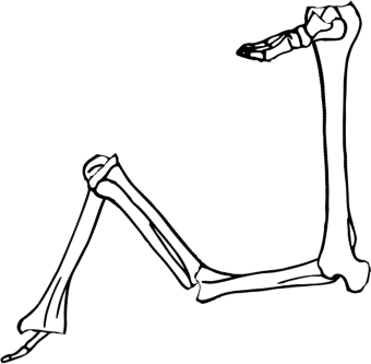 Dem bones dem bones dem – dry bones!