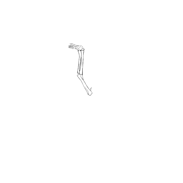 Dem bones dem bones dem – dry bones!