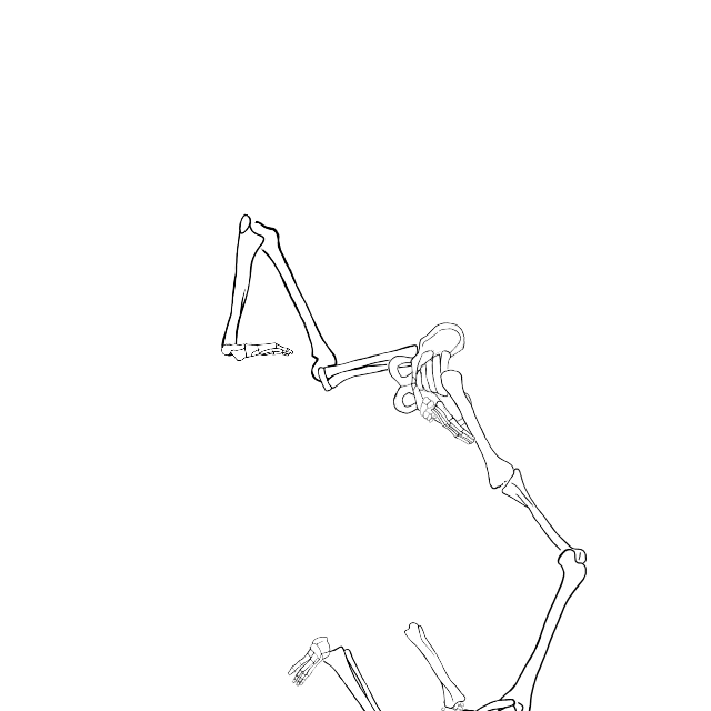 Dem bones dem bones dem – dry bones!
