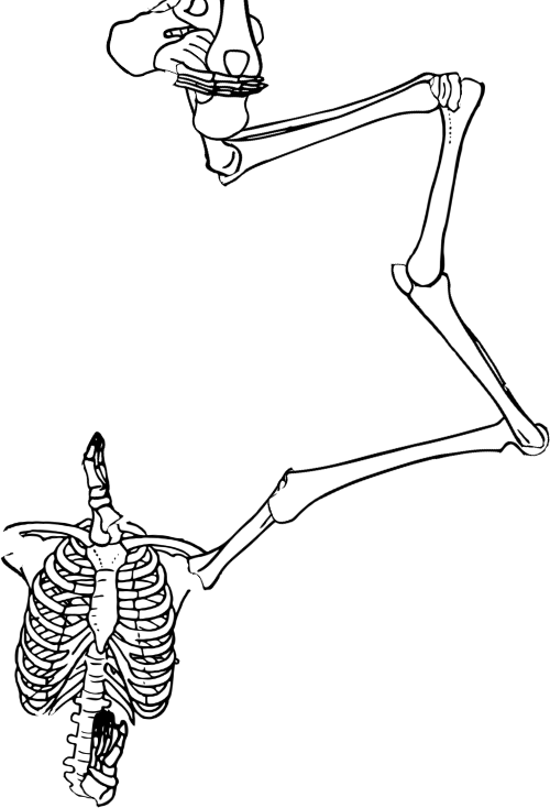 Dem bones dem bones dem – dry bones!
