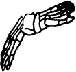 Dem bones dem bones dem – dry bones!
