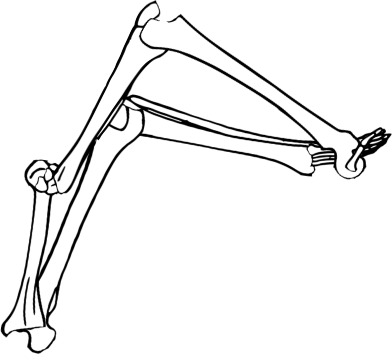 Dem bones dem bones dem – dry bones!