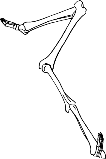 Dem bones dem bones dem – dry bones!
