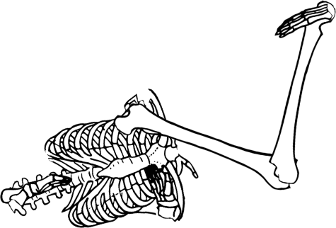 Dem bones dem bones dem – dry bones!