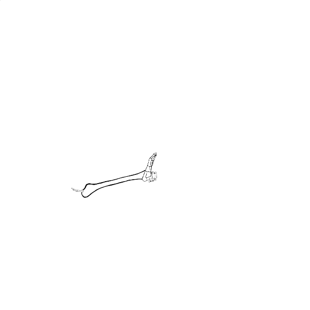 Dem bones dem bones dem – dry bones!