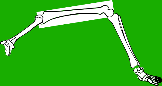 Dem bones dem bones dem – dry bones!