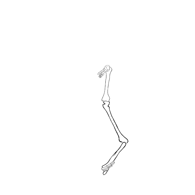 Dem bones dem bones dem – dry bones!