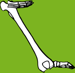 Dem bones dem bones dem – dry bones!
