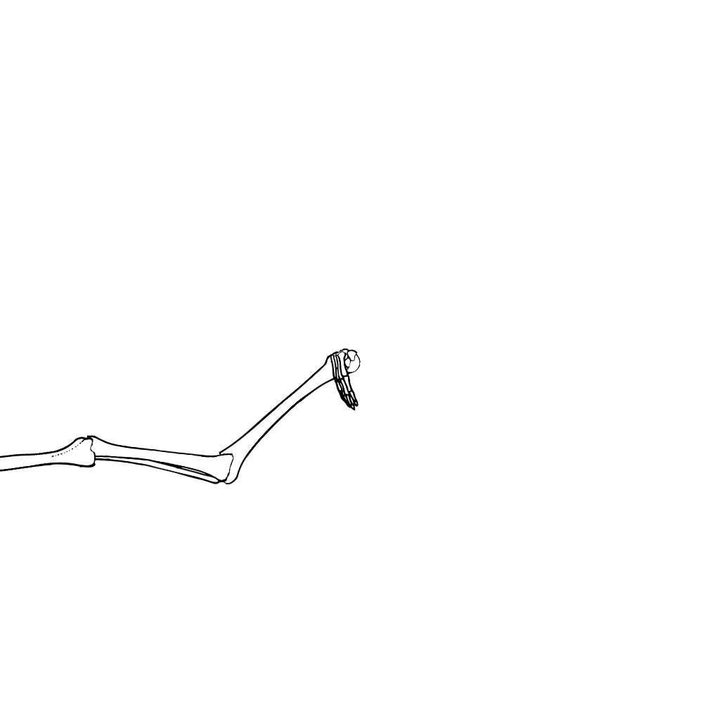Dem bones dem bones dem – dry bones!