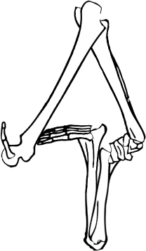 Dem bones dem bones dem – dry bones!