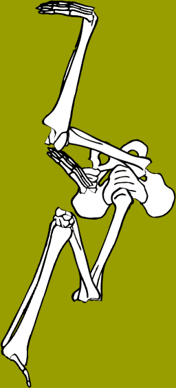 Dem bones dem bones dem – dry bones! Dem bones dem bones dem – extra bones!